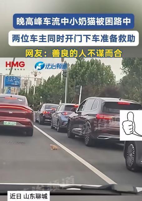 没想到火上央视新闻了！近日山东聊城，一只小奶猫在晚高峰时段误入车流，被困马路中央