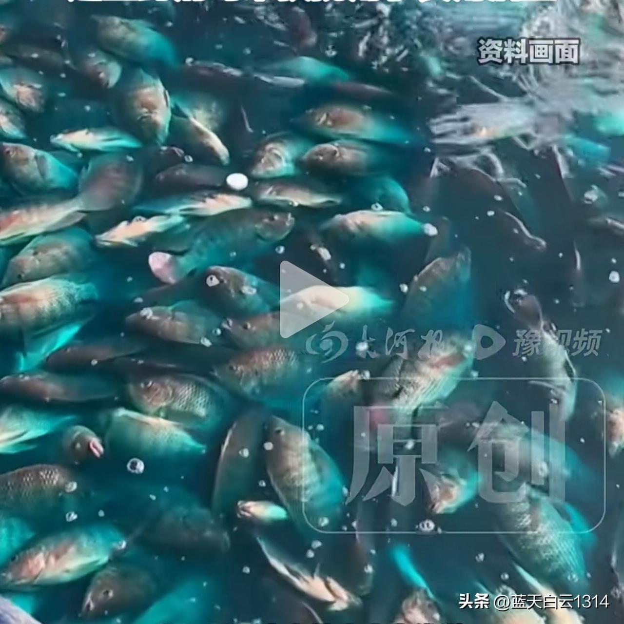 喝过工业酒精和“三无”麻醉剂的鱼可能正流向餐桌。央视曝光多地水产市场用含毒麻醉剂