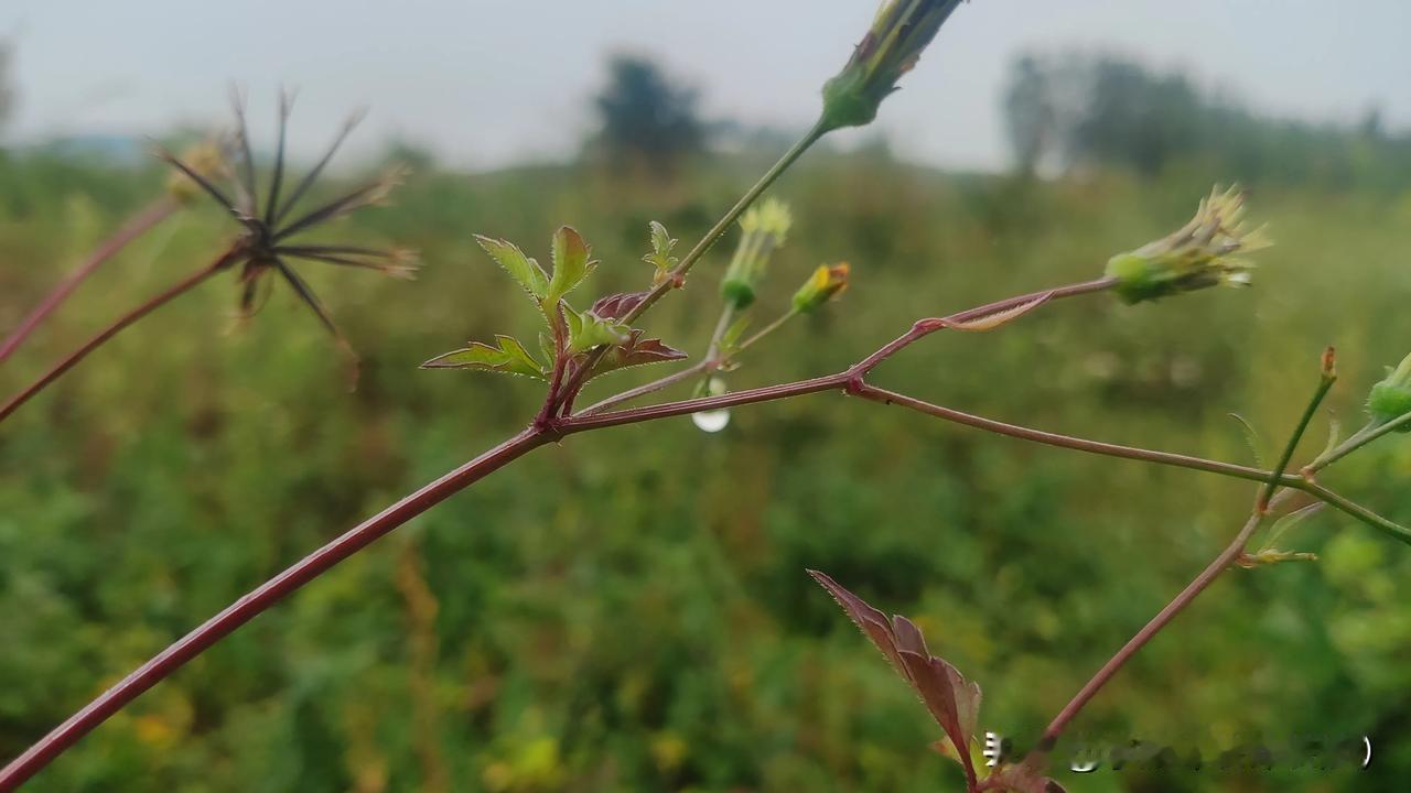 草构子，这是山东济宁泗水的叫法，你们又怎么称呼它呢？
    它是靠人或者动物传