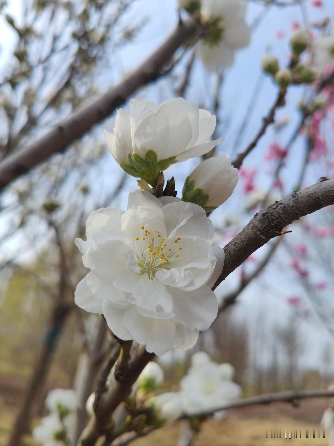 周日才带二闺女去公园沿河看柳，赏百花争艳，周一中午就传来她在学校晕倒的消息。
