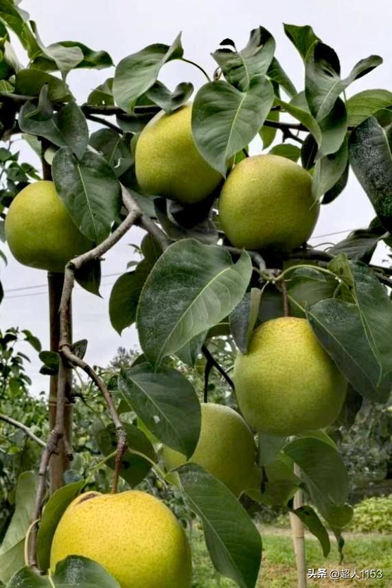 晒晒果子喽！！
雪花梨丰收了，
又甜又大呀。