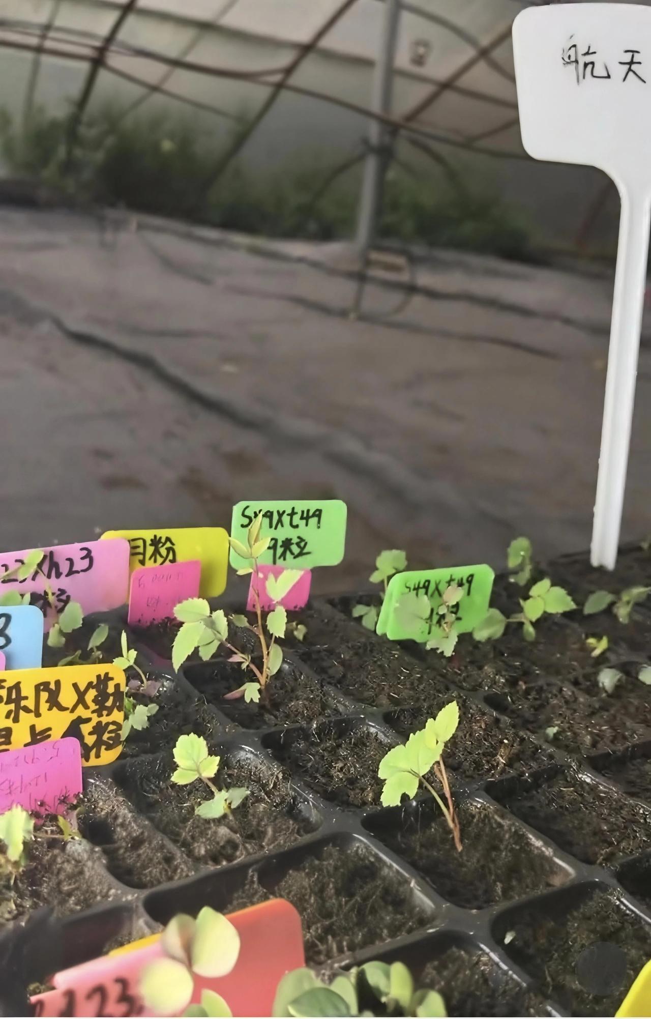 老乡，你听说了吗？咱南阳的月季种子坐过神舟飞船，现在已经破土发芽了！🌱

就在