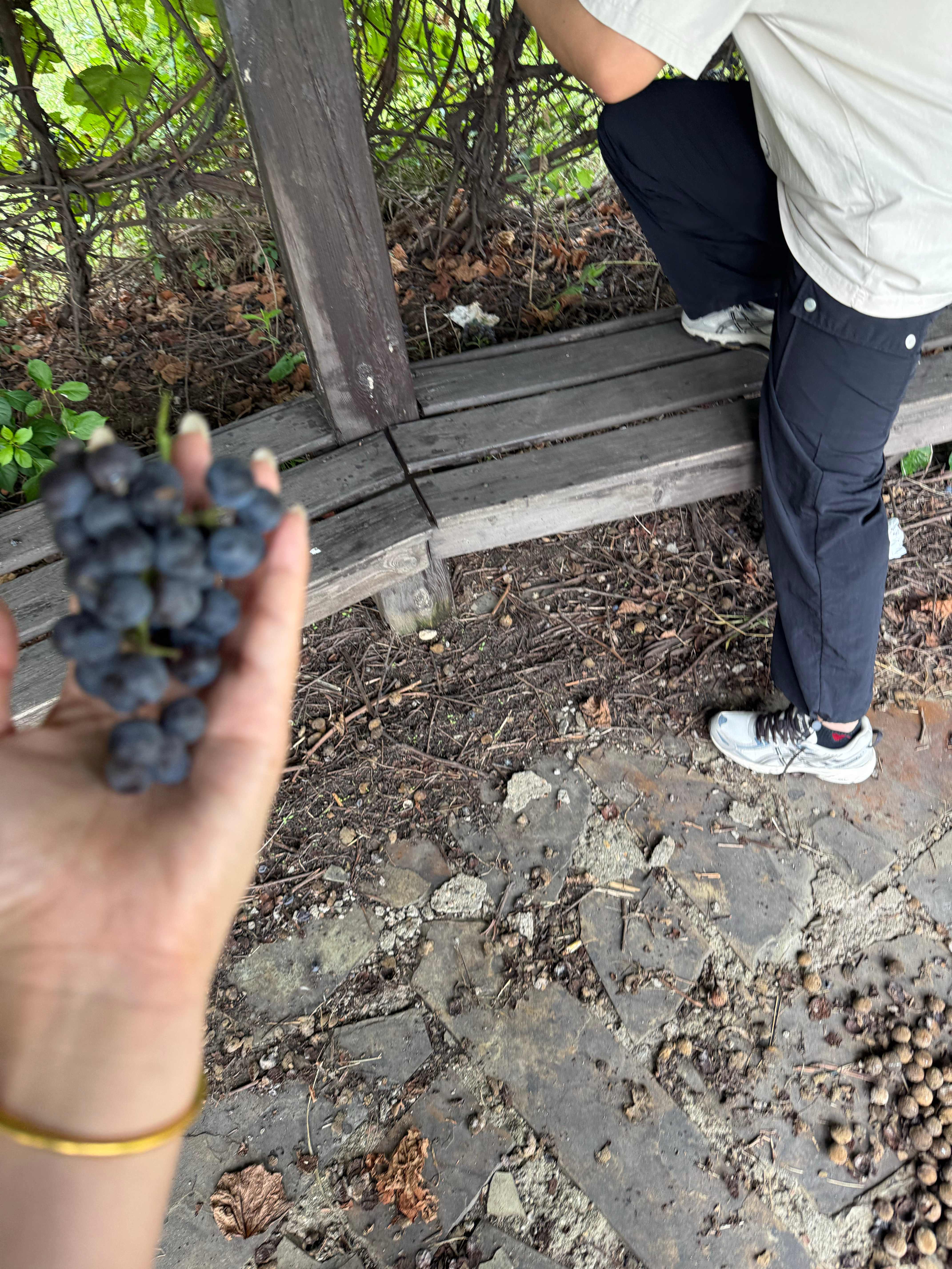 今天又摘到了单位的小葡萄🍇上班日记 ​​​