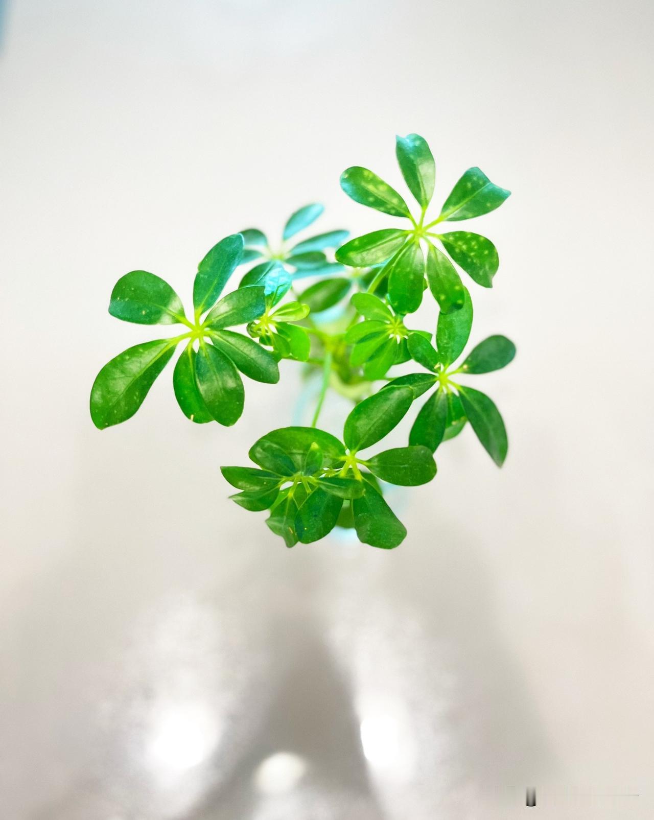这翠绿就是像夏天刚开封的青柠味气泡水表层的气泡一样的绿色，清清爽爽冒着活力。