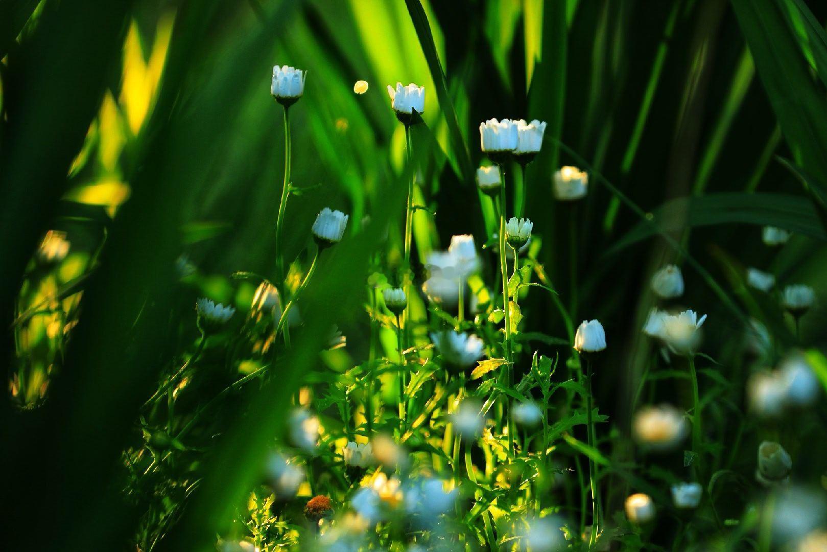 大运河森林公园的花花草草摄影 