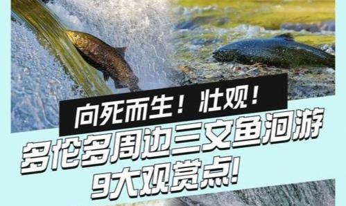 致敬三文鱼：一场向死而生的生命奔赴

我始终觉得，大西洋深海三文鱼，是大自然最悲