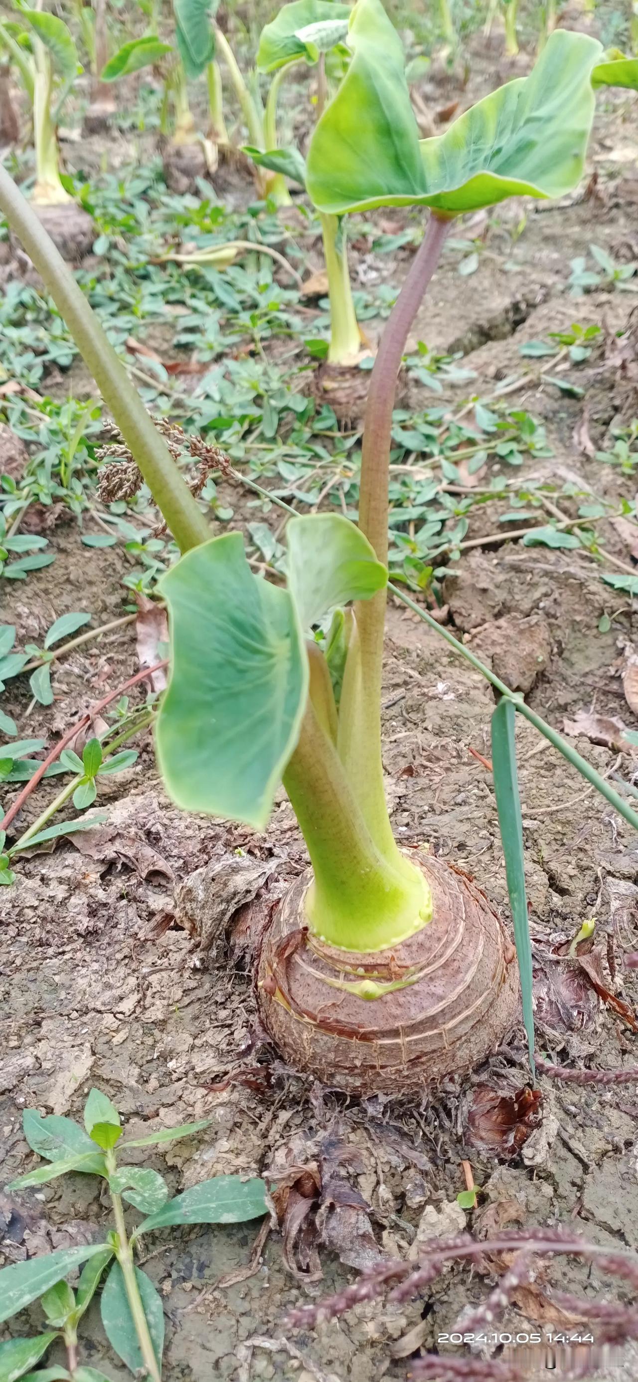 这个东西有人认识吗？营养丰富，软糯香甜。
你们家乡有这种植物吗？