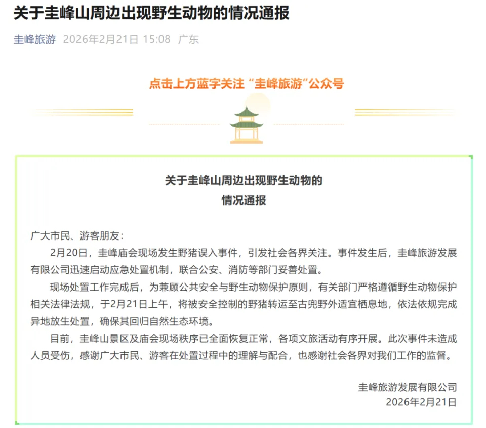 #官方通报江门野猪误入庙会#【江门庙会野猪误入 已安全放生回归自然】#江门庙会野