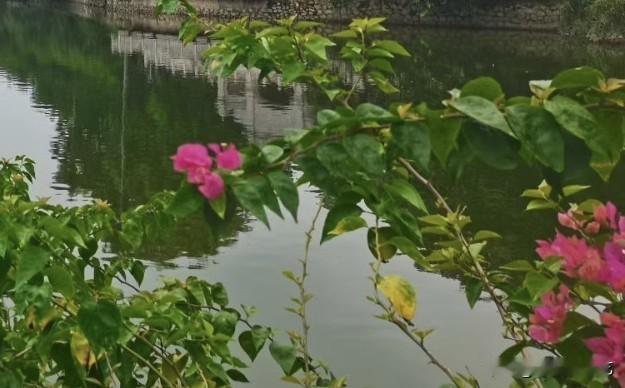 晒图笔记大赛河畔三角梅热烈盛放，艳粉花枝探向水面。碧绿河水静静流淌，倒映岸边景致