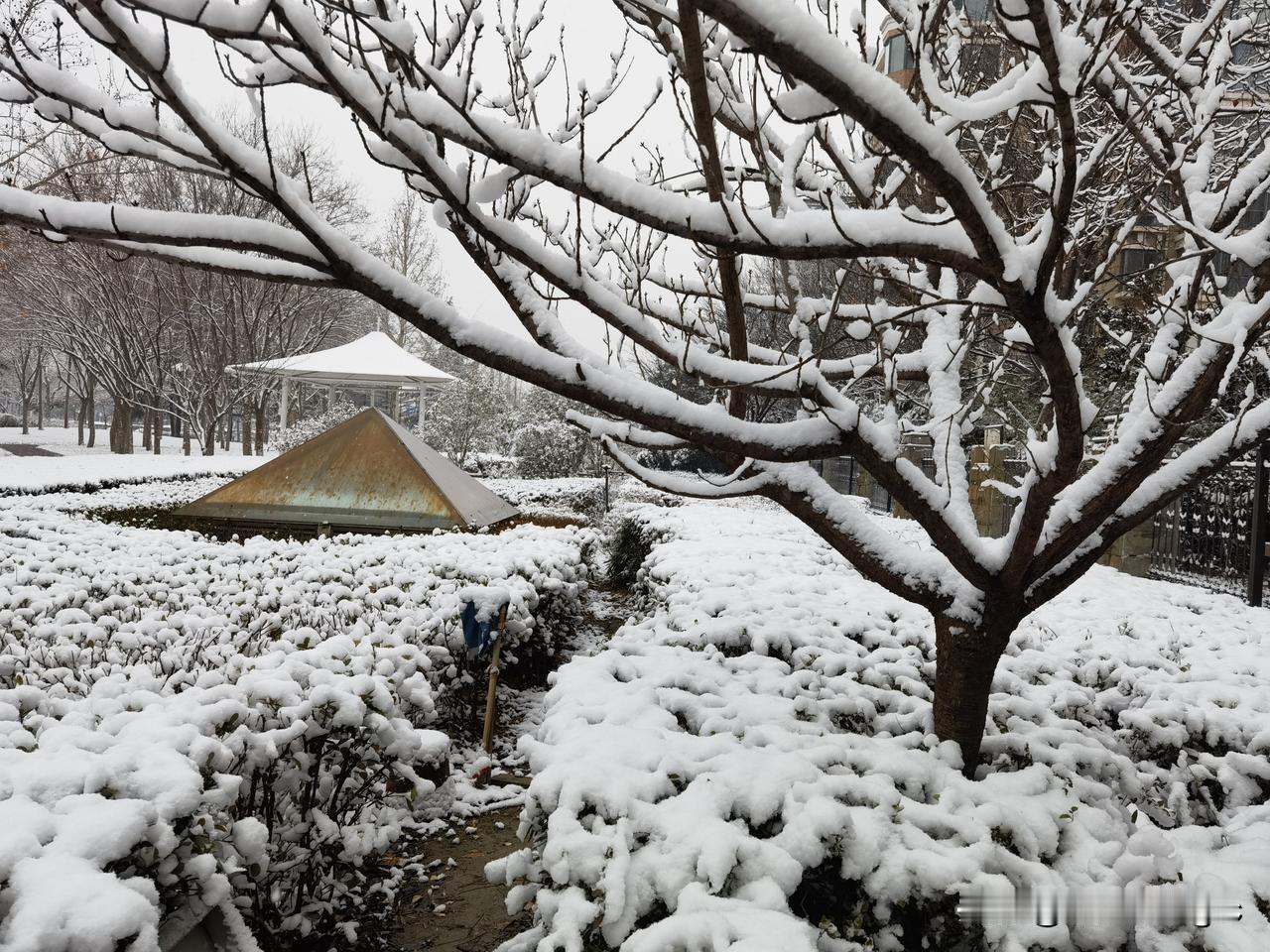 今年冬天的不同郑州入冬的第三场雪❄️昨晚持续到现在，满街的枝头雪挂，犹如“玉树琼
