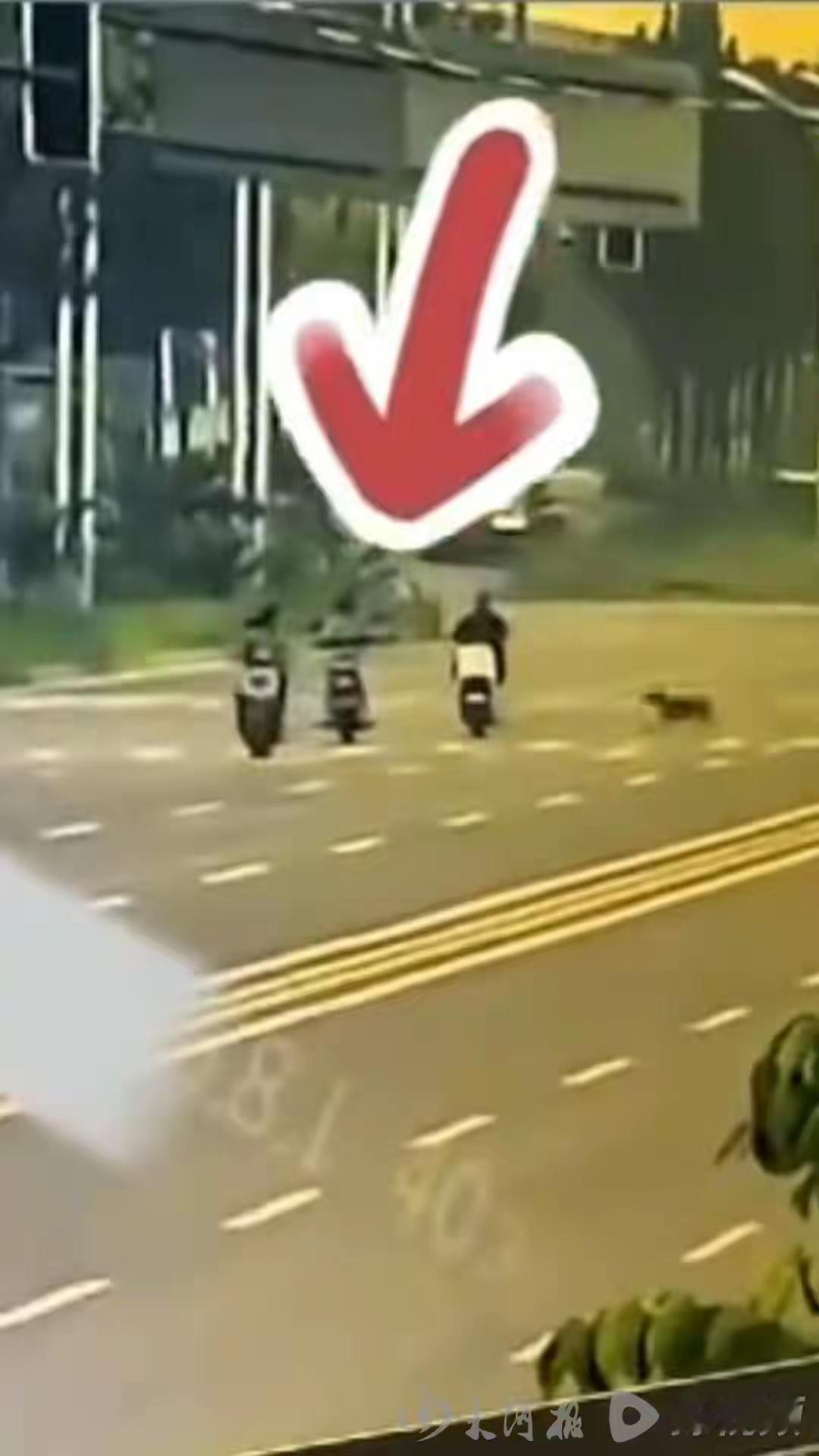 河北女子骑行时被未拴绳大狗撞倒身亡，5个月后其丈夫因劳累过度突发脑溢血昏迷，亲属