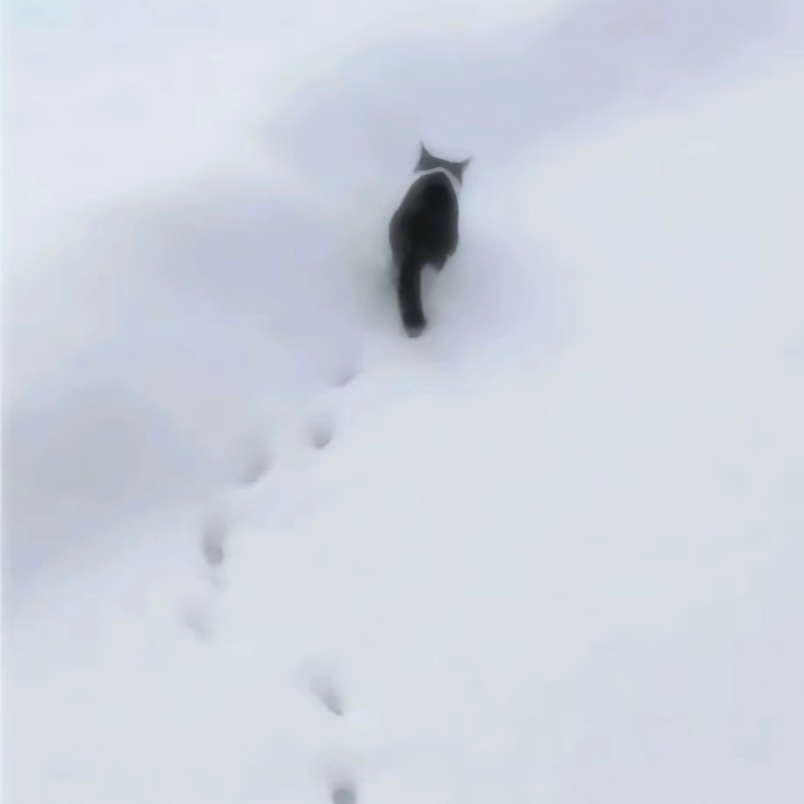 冰天雪地一只博博咪 