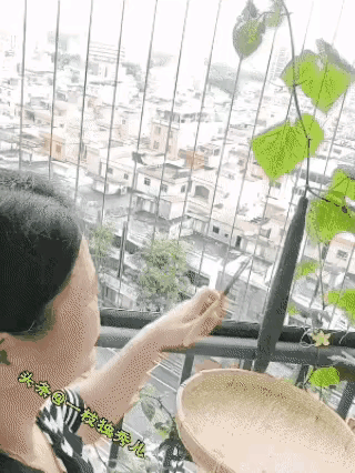 掉根黄瓜事小，砸中行人事大。大妈摘黄瓜功败垂成，但愿没有伤着人。