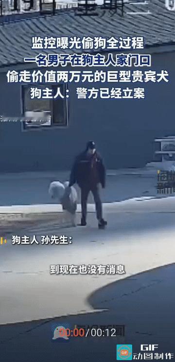 “这男子太缺德了!”河北保定，主人从未想过自家养了两年的巨型贵宾犬会在光天化日之