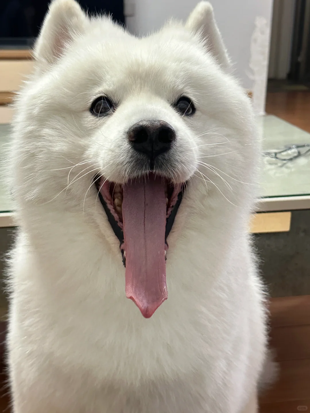 嗷呜