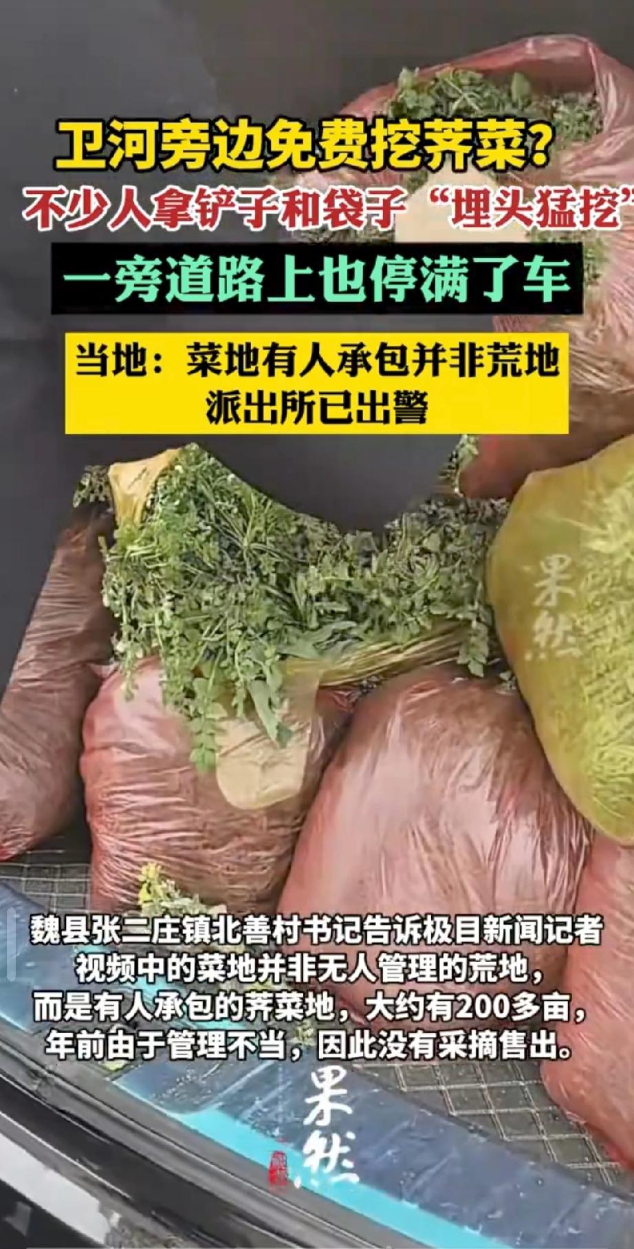 3月12日，河北与河南交界的卫河边，一片200亩的承包荠菜地，因为网上传能免费挖