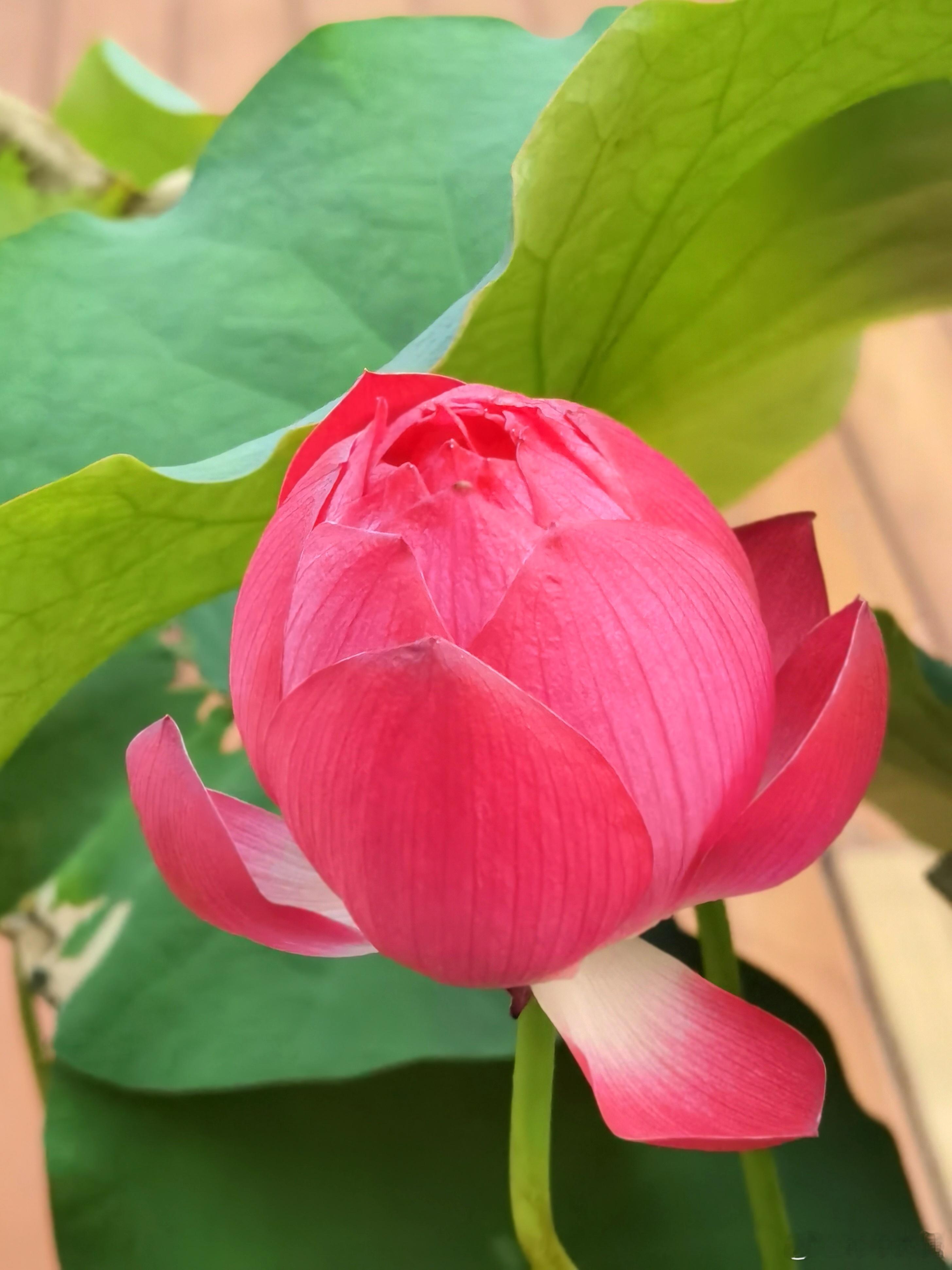 绿伞轻遮菡萏新，红妆初绽趁芳辰。熏风送暖春将尽，一点清妍报夏临。 深圳·万科城