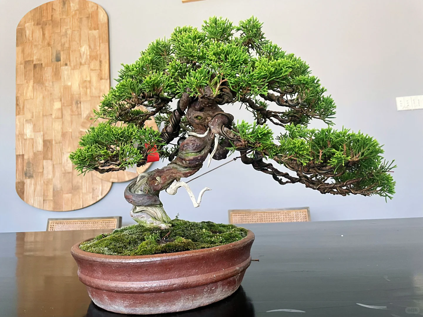 养以柏木 累年弥盛