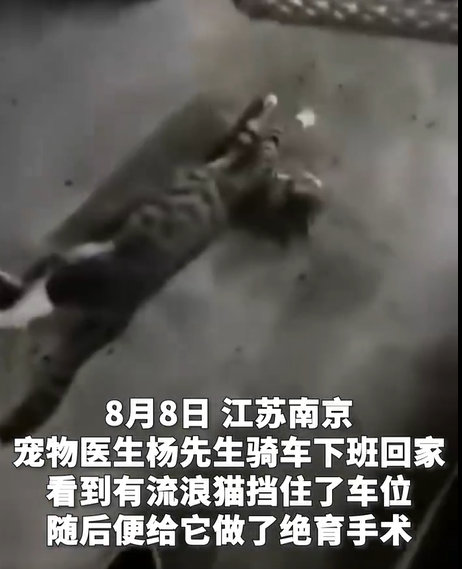 【流浪猫挡路宠物医生下一秒就被带走安排了绝育手术】8月8日，江苏南京，宠物医生杨