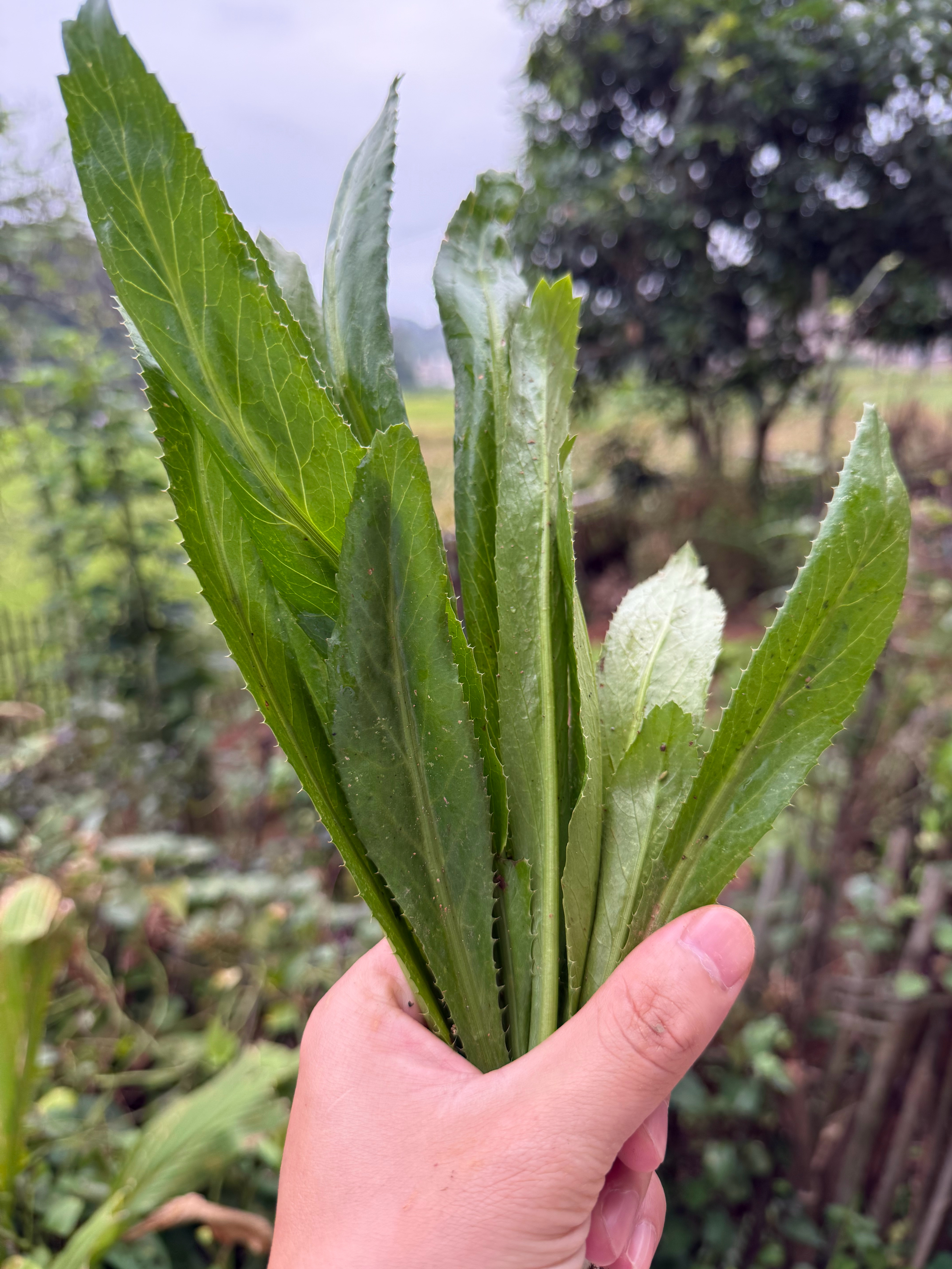 有人知道这是什么香料吗？ ​​​