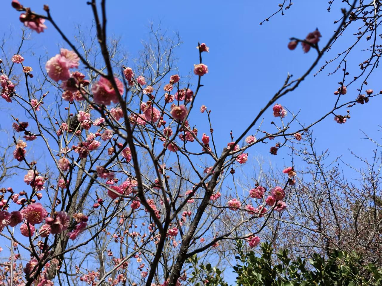 十梅庵梅花盛开