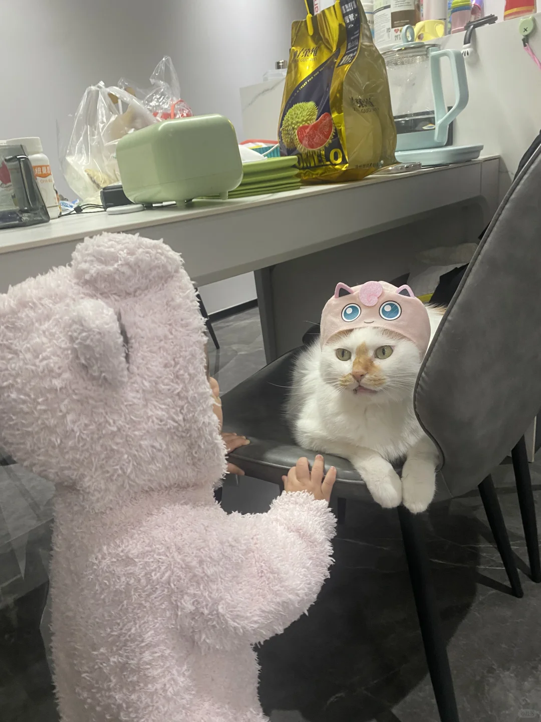 小猫一直不敢相信自己还有个妹妹