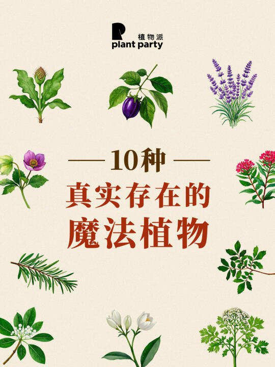 10种真实存在魔法植物🌿净化你的能量