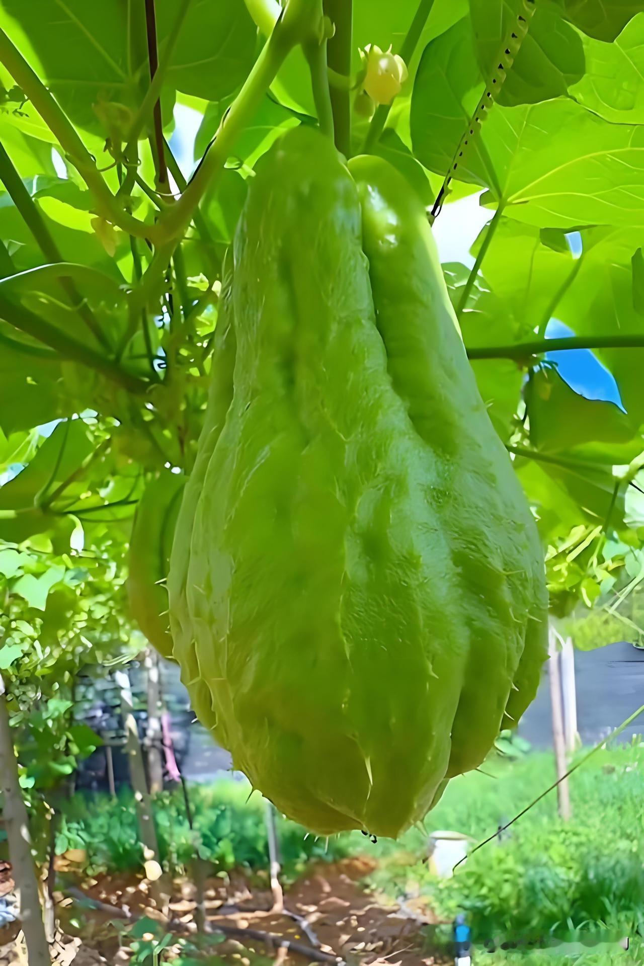 爬地打顶  搭架留头
种菜总搞不清瓜类该不该打顶？记住这句口诀就够用。
 
爬地