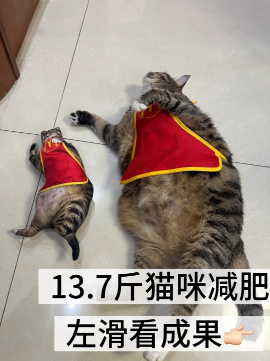 13.7斤胖咪减肥记录📝，真实分享一下经验