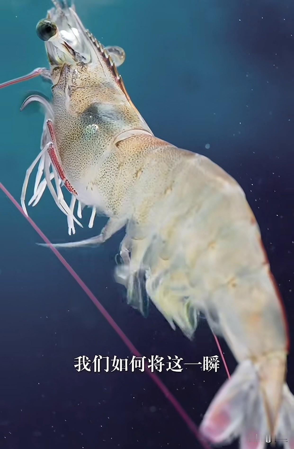 与辉同行定制款南美对白虾仁
12月18日上线，这预告片拍的
感觉都闻到海风的味道