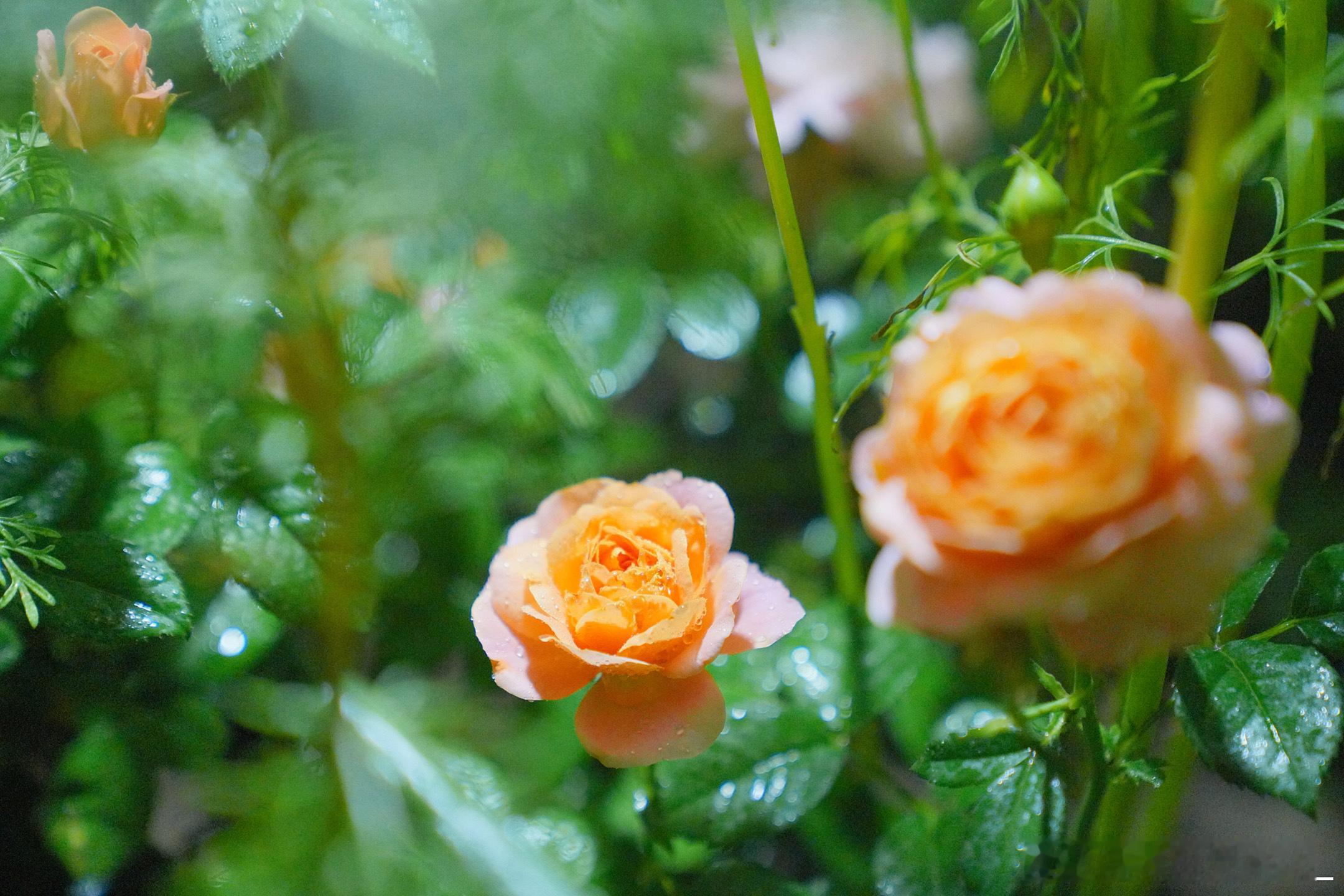 雨后夜晚的小菜园