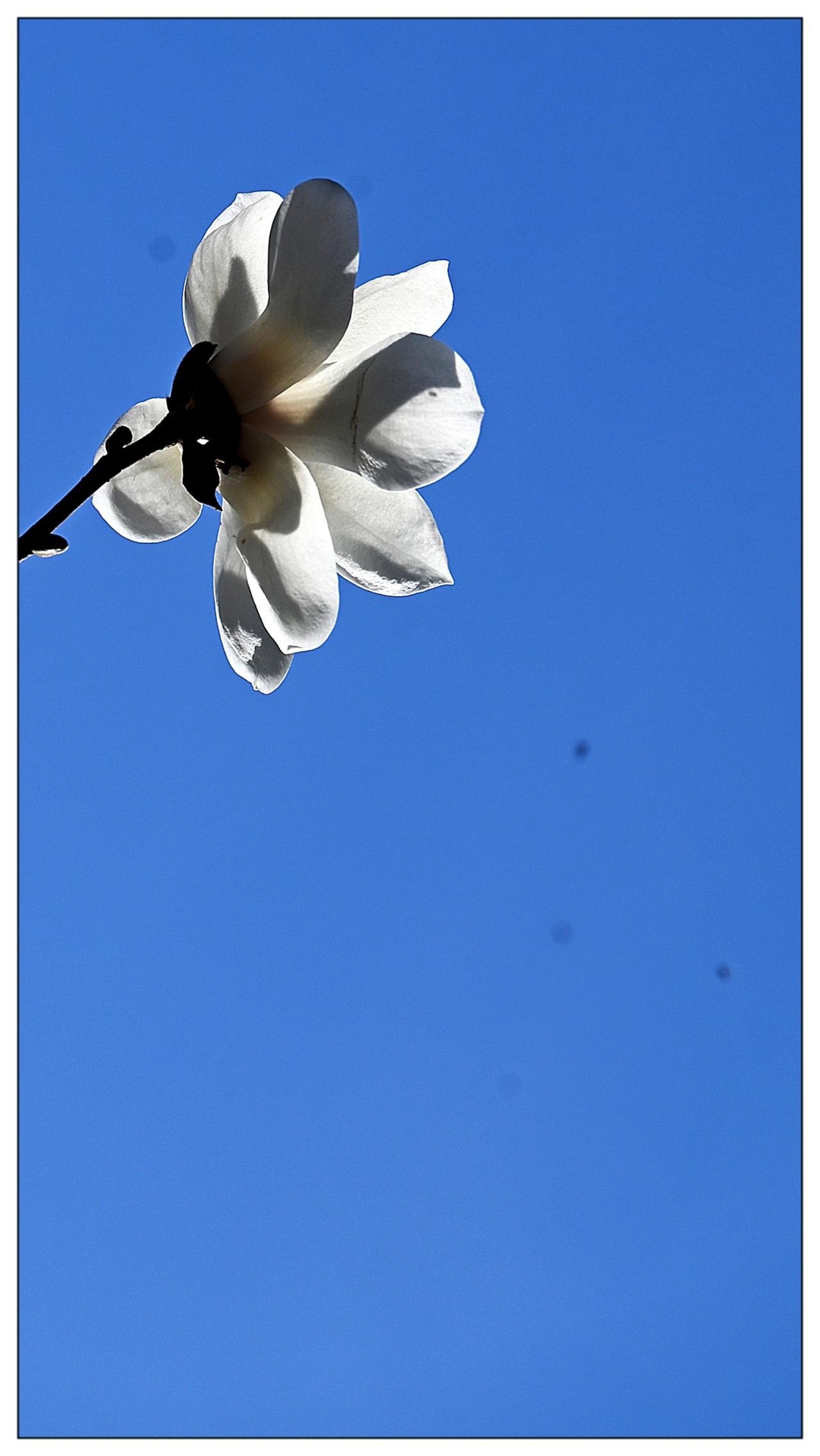 白玉兰花