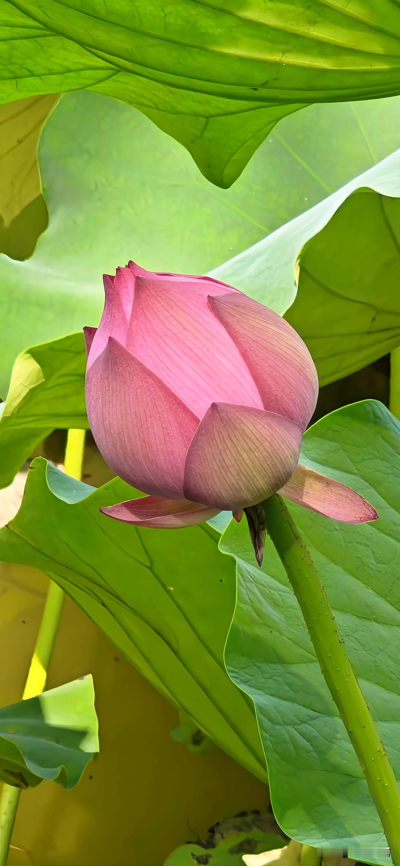 老爷子身体看着硬朗得很，这就是您的福分[祈祷]八十有五实乃人间可遇不可及的仙境，