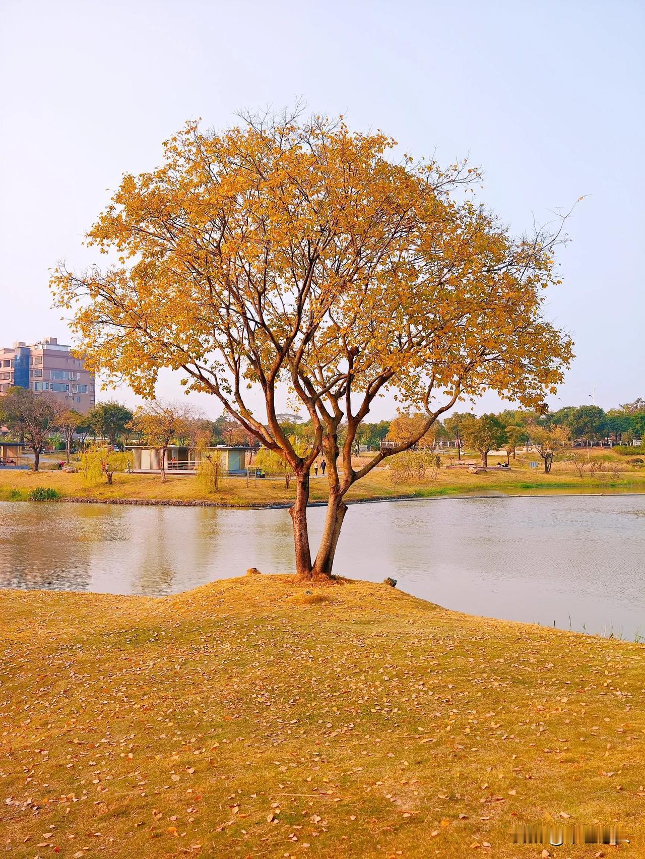 乌桕树落叶缤纷
——漳州市上美湖
随拍乌桕树 冬日树枝美景 冬季拍树 路过的冬之