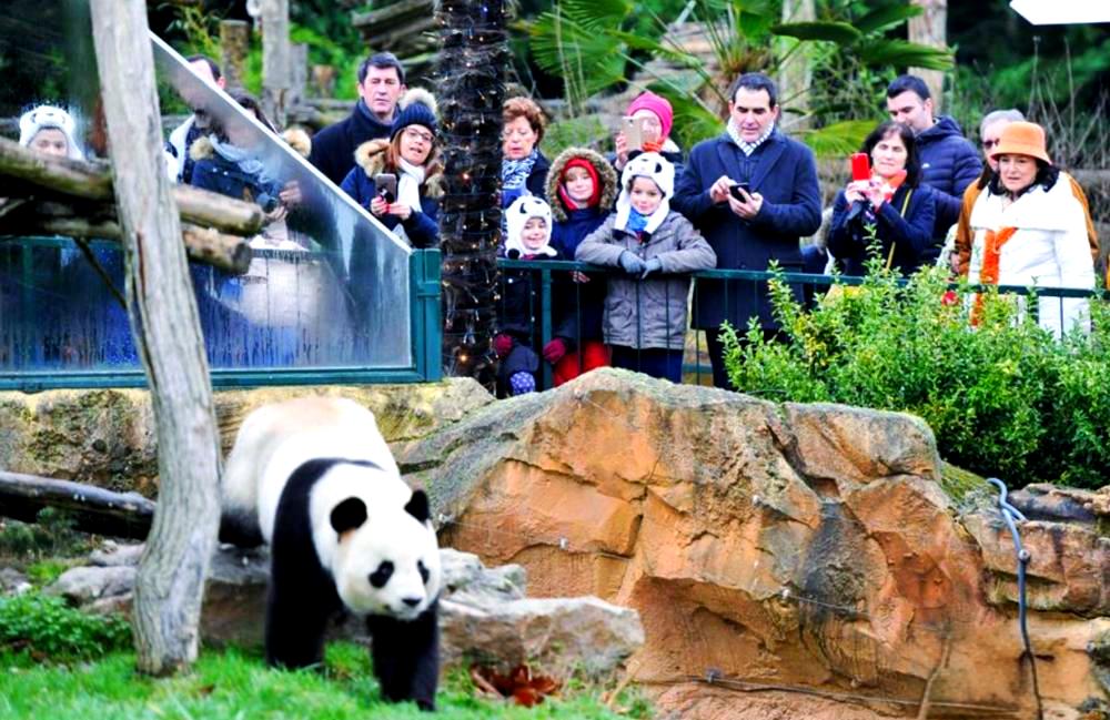 熊猫刚回家！
马克龙就追来了。

欢欢在法国住了十几年。
生了三只小崽。
成了那