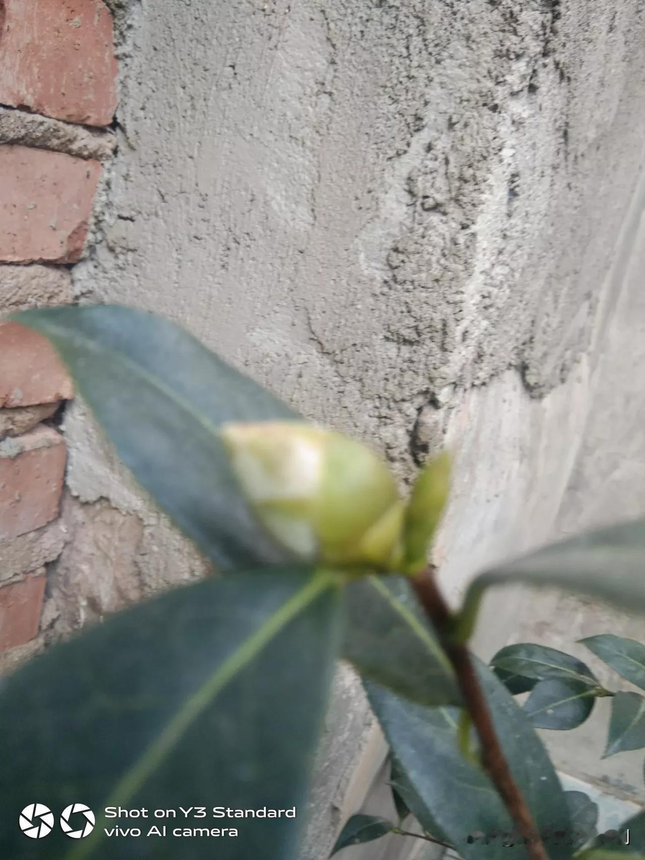 今天才想起来。一个月没有给，野生茶花浇水了。看看花苞才十二朵，一年比一年少、今年