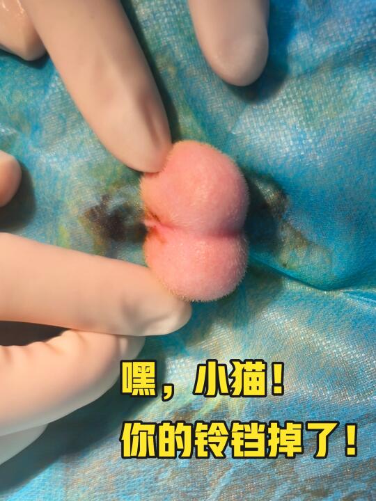 新鲜的热乎的刚刚出炉的 遇见这么可爱的猫蛋蛋 当然是要拍照留念了！