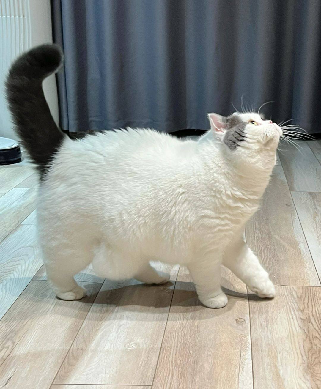 希望全天下的小猫都健康成长