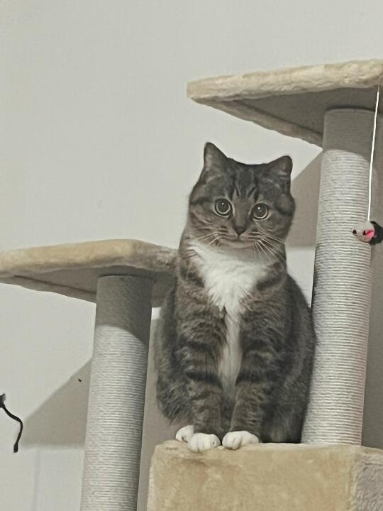 猫塔上的它，眼睛亮得像装了小灯泡💡