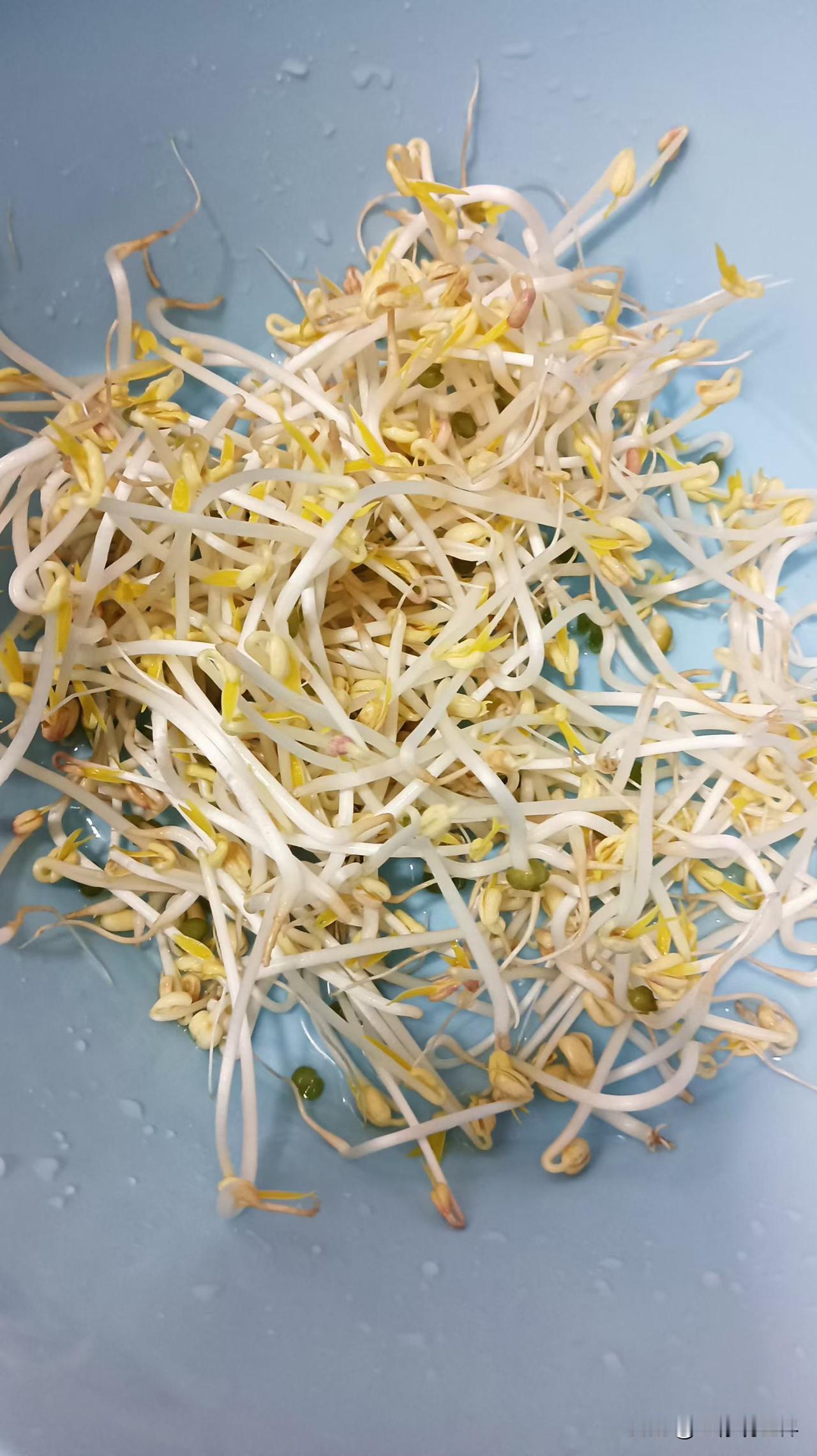 家里有四年级娃娃的，中秋节估计家家都会吃豆芽，因为学校布置的作业是观察水培豆芽成