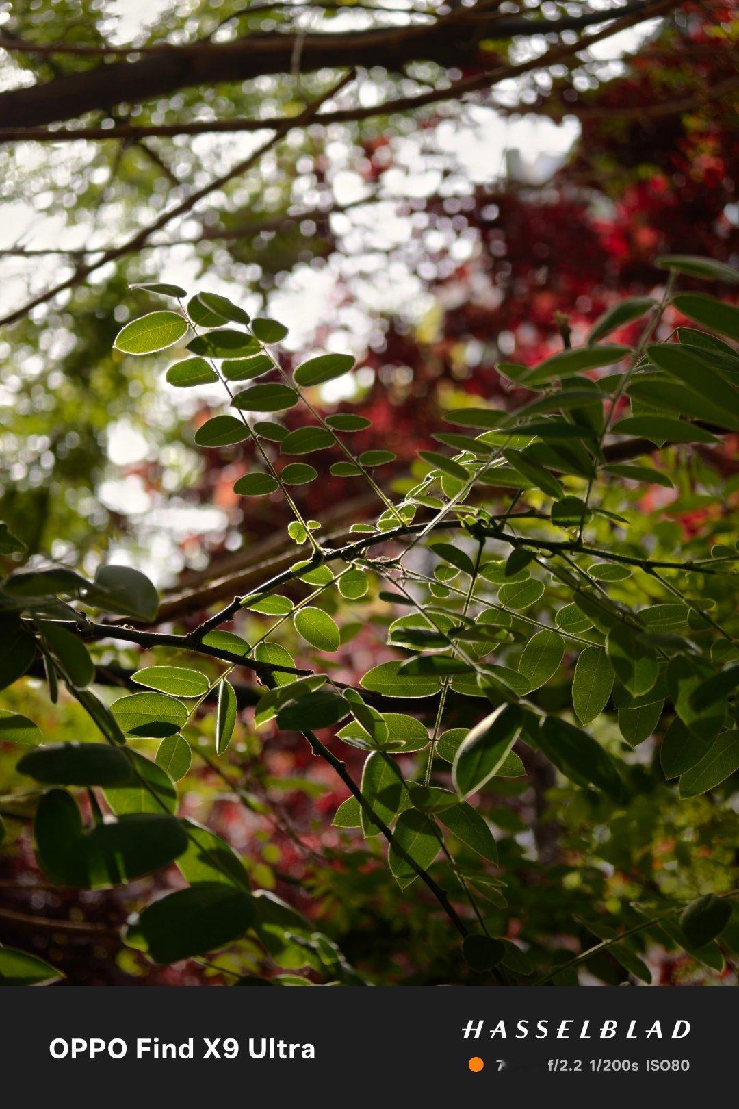 不会再出国巩固手机摄影之神地位