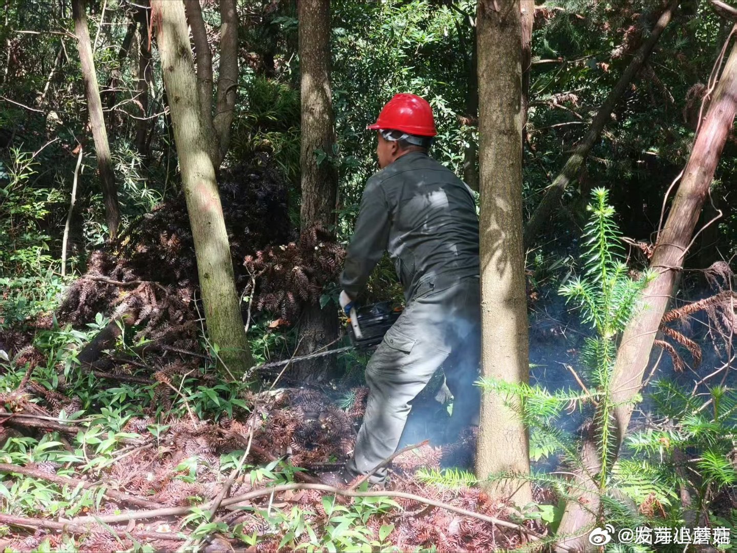 一代代林场人接力守护把荒山变青山在临海，有一片7.89万亩的林海——临海林场，森