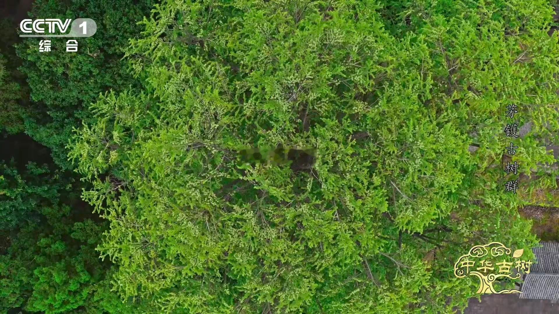 千年金钱松迎来金秋华章！枝叶间挂满“铜钱”，在阳光下闪闪发光。作为冰川时期的幸存