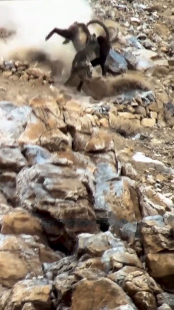 在青藏高原西北边缘拉达克，雪豹突然扑向一只巨大的北山羊，上演了一幕惊心动魄的生死