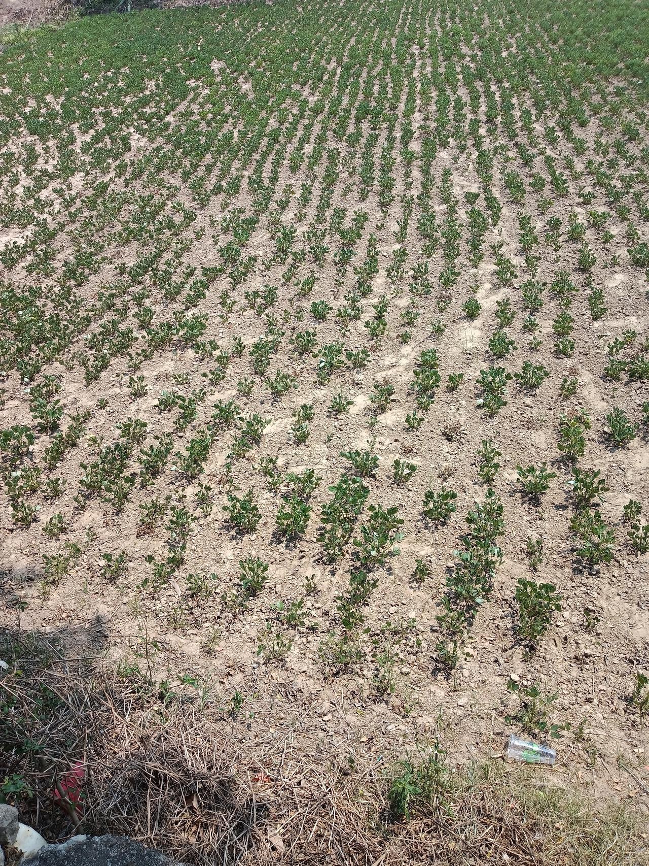 海南农产品价格低迷，加上连年台风肆虐，高温暴晒，海南种地的农民出路在哪？
这几年