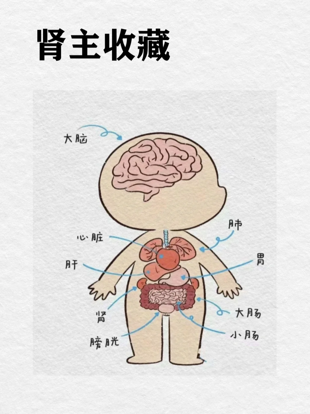 0基础学古中医38天｜五行之肾