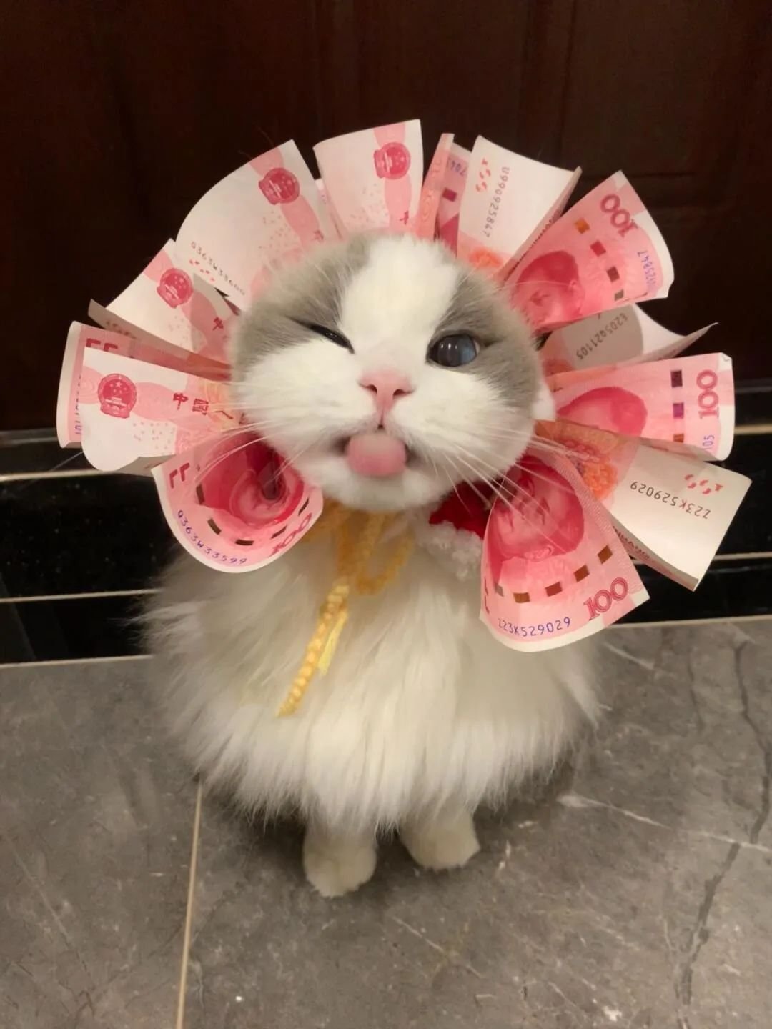 猫猫簪钱花 ，世世有💰花 