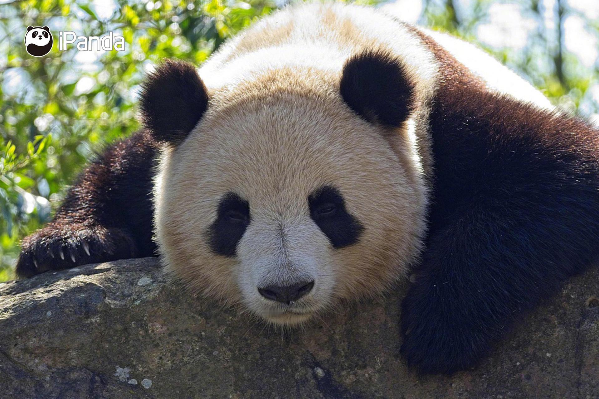 【新一对大熊猫计划2027年落户法国博瓦勒动物园｜熊猫播报】中国野生动物保护协会