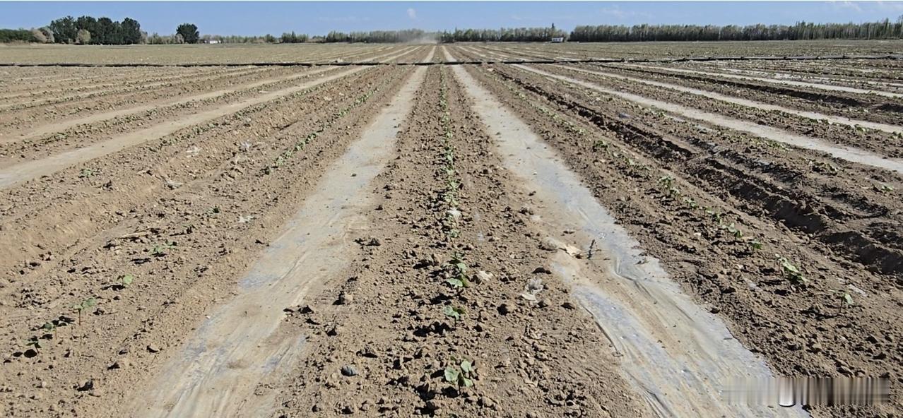 春日生活打卡季 春日里，棉苗封土正当时。今年棉苗播种期提前了5天，苗情偏早、亩株