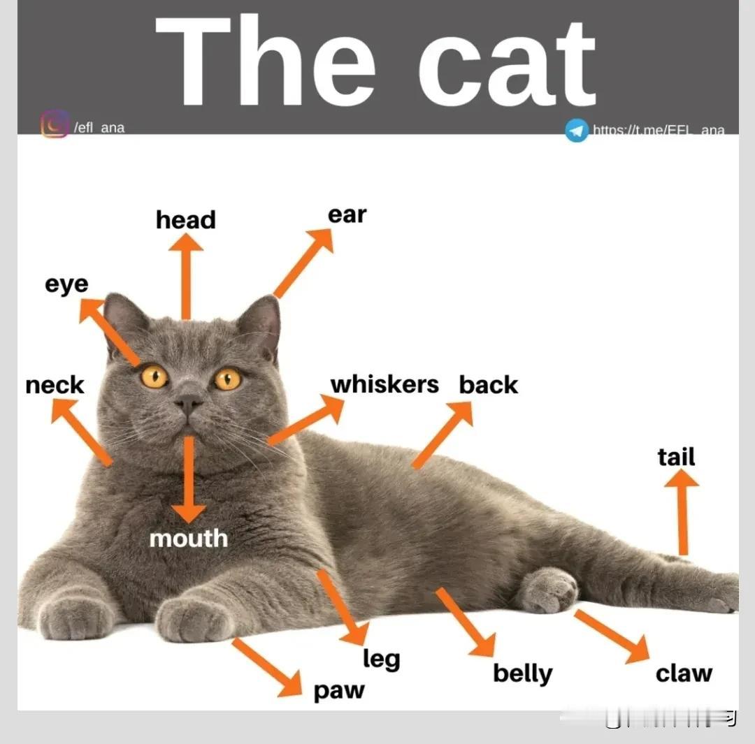 跟“猫”有关的英语词汇